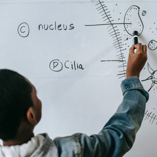 child at whiteboard pointing at nucleus